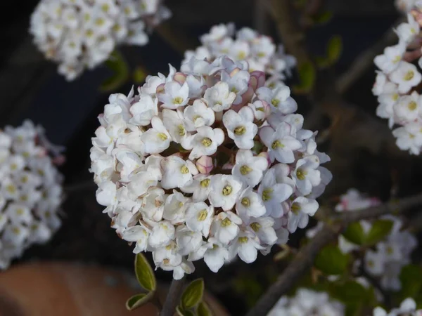 Detailní Záběr Krásné Bílé Okvětní Lístky Hortenzie Květiny Zahradě — Stock fotografie