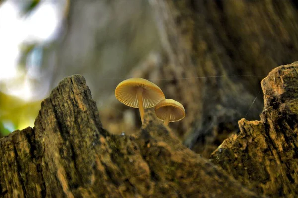 Een Dichtbij Shot Van Paddestoelen Groeiend Een Boom Stam — Stockfoto