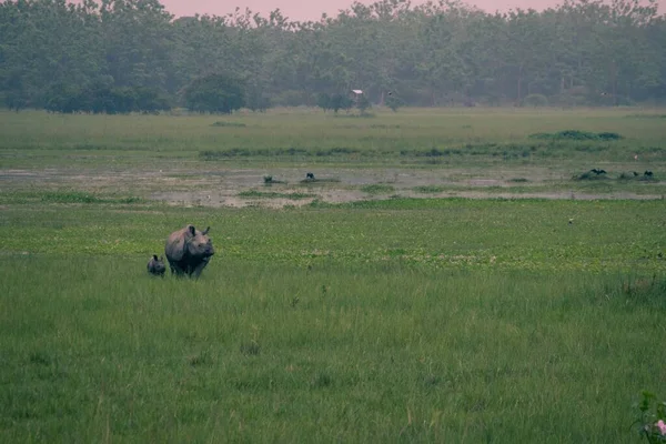 Красивый Снимок Носорога Маленьким Носорогом Идущим Зеленому Полю Покрытому Травой — стоковое фото