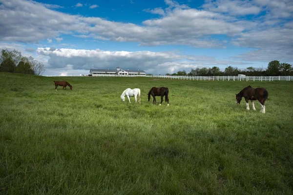 Detailní Záběr Bílých Hnědých Koní Zákazu Pod Zataženou Oblohou — Stock fotografie