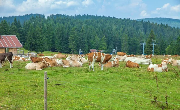 Rebanho Vacas Deitado Campo Gramado Cercado Pinheiros — Fotografia de Stock