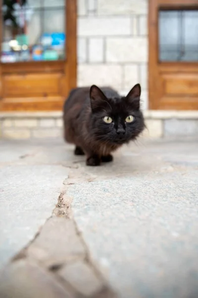 Duvarın Önündeki Siyah Bir Kedinin Dikey Görüntüsü — Stok fotoğraf