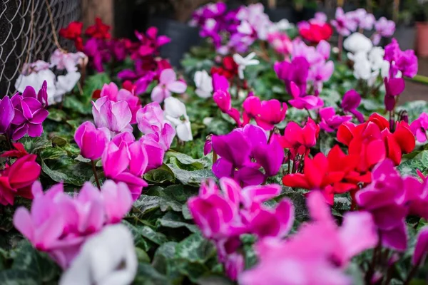 선택적 색깔의 꽃들의 — 스톡 사진