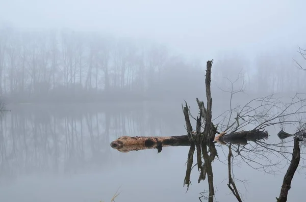 Foyer Sélectif Morceaux Bois Tombés Dans Lac Mystique Effrayant Idéal — Photo