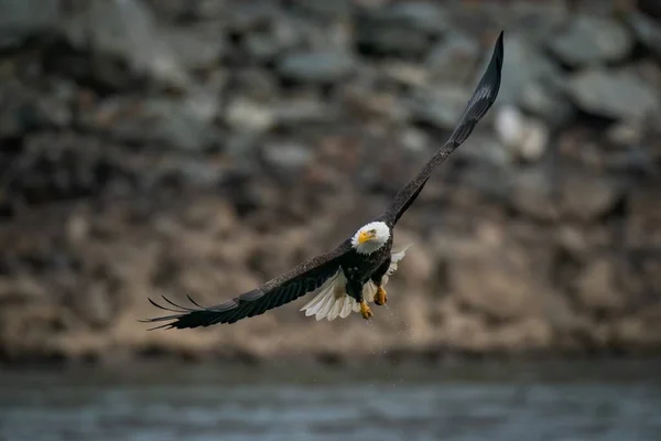 Selektiv Fokusbild Skallig Örn Som Flyger Ovanför Susquehanna Floden Maryland — Stockfoto