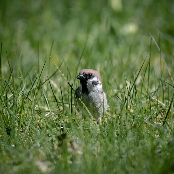 Una Toma Selectiva Enfoque Pájaro Rey Terreno Hierba Verde — Foto de Stock