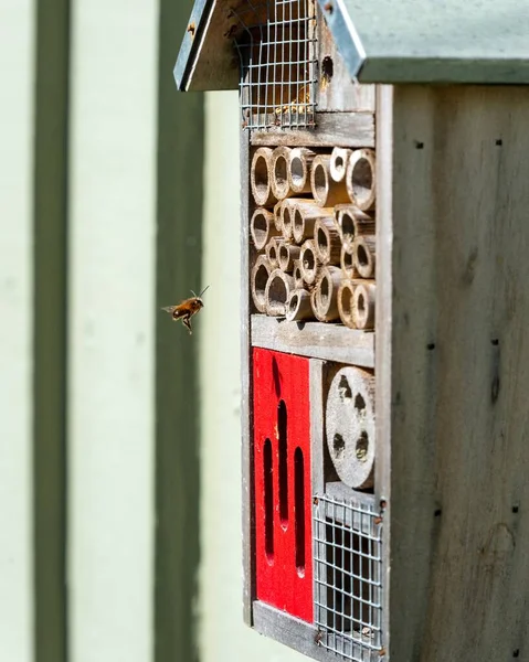 蜂が木の蜂の家の横を飛んでいる — ストック写真