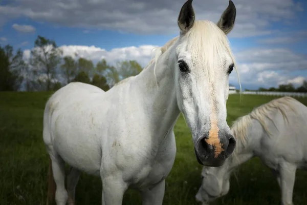 Een Close Shot Van Witte Paarden Schuur Met Bomen Achtergrond — Stockfoto