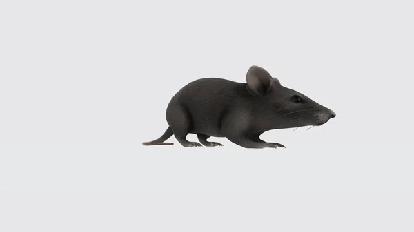 Ilustracja Głodnej Myszy Ciekawa Mysz Drzewna Apodemus Sylvaticus Uroczymi Czarnymi — Zdjęcie stockowe