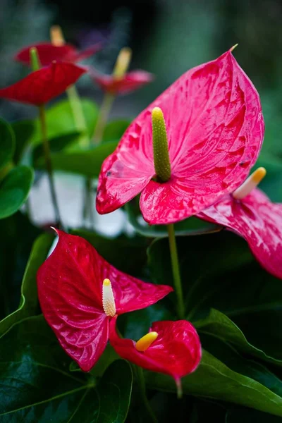 Вертикальний Вибірковий Фокус Червоних Квітів Антуріума — стокове фото