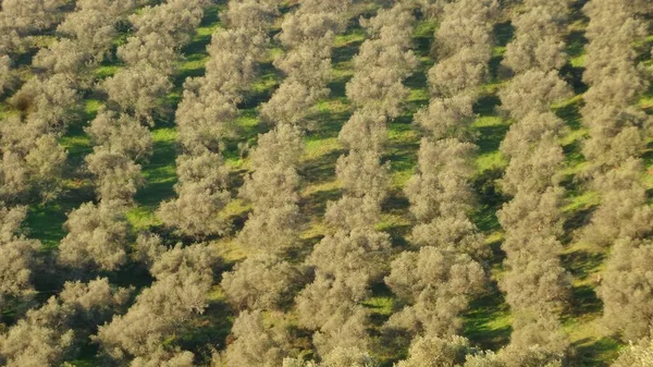 Aerial Top View Blooming Trees Green Meadow — Stock Photo, Image