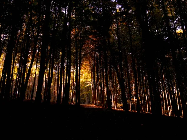 Plan Vertical Couper Souffle Une Forêt Dorée Ombragée Idéal Pour — Photo