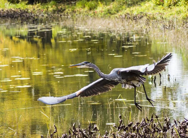 Gros Plan Héron Volant Dessus Lac — Photo