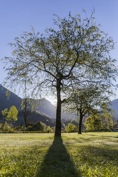Parktaki Ağaç Gövde Gölgesi — Stok fotoğraf