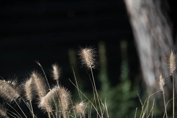 Eine Nahaufnahme Von Getrocknetem Gras Auf Einem Baumstamm Hintergrund — Stockfoto