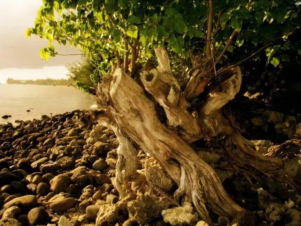 Снимок Старого Высохшего Ствола Корней Дерева Берегу Озера — стоковое фото