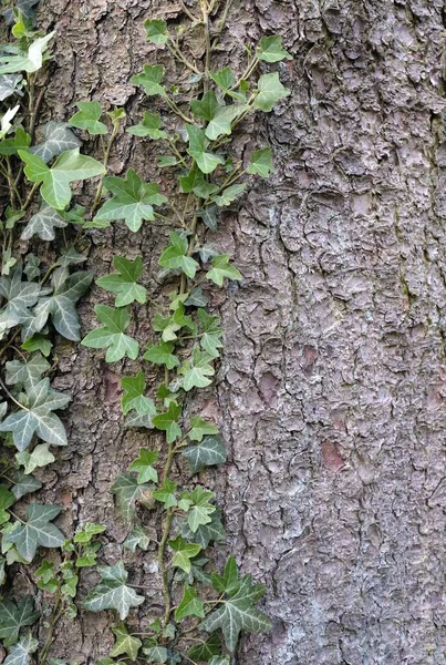 Vertikal Närbild Bild Gröna Blad Trädstam Struktur — Stockfoto