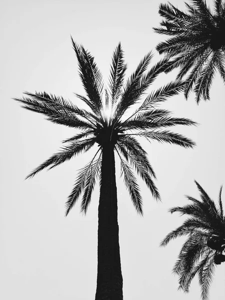 Een Verticaal Grijswaarden Shot Van Meerdere Palmbomen — Stockfoto