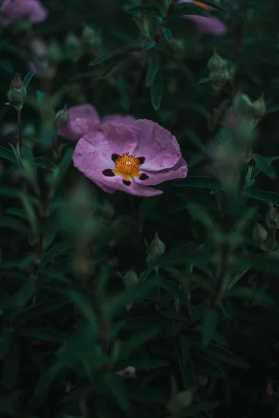 Belle Fleur Violette Avec Étamines Orange — Photo