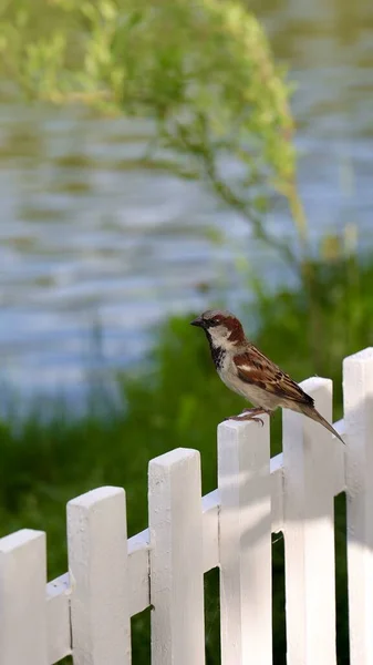 一只麻雀栖息在白色的木栅栏上 后面是一个模糊的湖 — 图库照片
