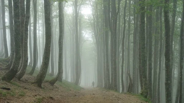 Una Persona Che Cammina Attraverso Una Foresta Ricoperta Alberi Nebbia — Foto Stock