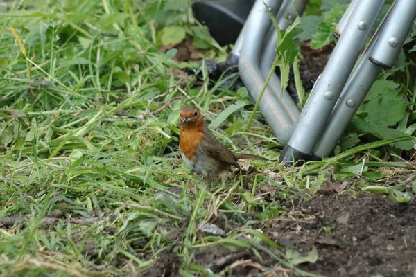 Plan Petit Oiseau Assis Sur Herbe Des Feuilles Séchées Extérieur — Photo