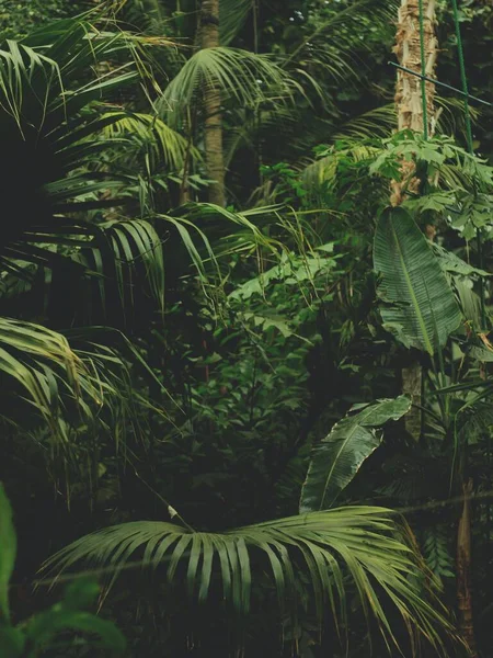 Egy Függőleges Felvétel Egy Sűrű Dzsungelről Sok Egzotikus Növényrel — Stock Fotó