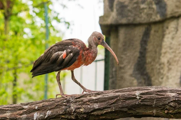 Een Rode Grijze Vogel Genaamd Ibis Die Een Boom Staat — Stockfoto