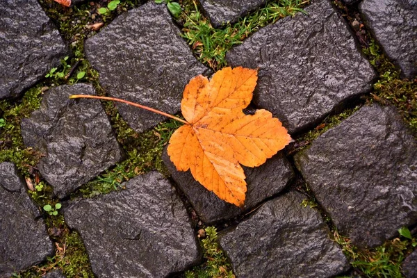 Tiro Ângulo Elevado Uma Folha Autumnal Pavimento Molhado Com Alguma — Fotografia de Stock