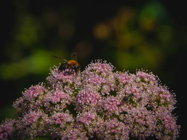 Een Closeup Shot Van Een Honingbij Genietend Van Rose Bloemen — Stockfoto