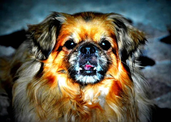 Retrato Bonito Cão Imperial Pekingese — Fotografia de Stock