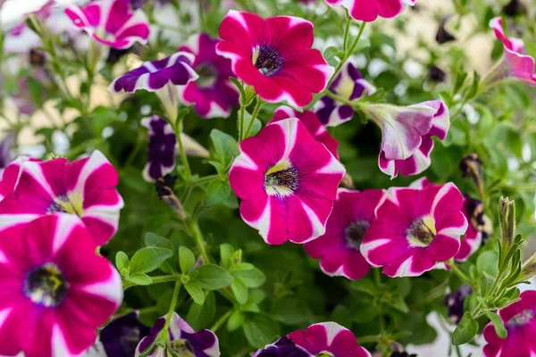 Belles Fleurs Colorées Dans Parc Excellent Choix Pour Votre Jardin — Photo