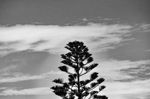 Greyscale Low Angle Shot Pine Tree Clouds Sky Background — Stock Photo, Image