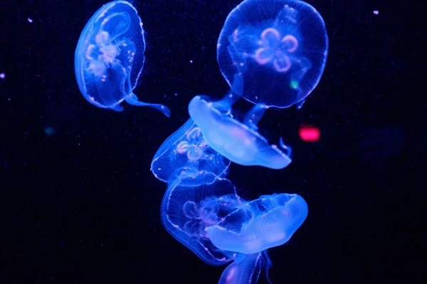 The moon jellyfish underwater on a dark background
