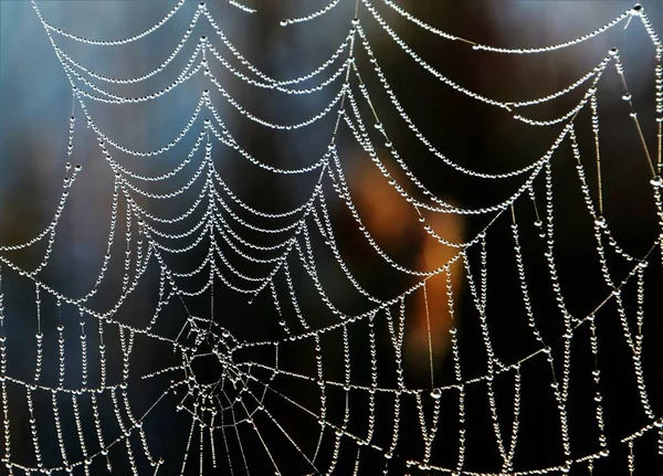 Une Macro Image Une Toile Araignée Avec Des Gouttes Rosée — Photo