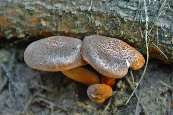 Closeup Orange Fungus Tree — Stock Photo, Image
