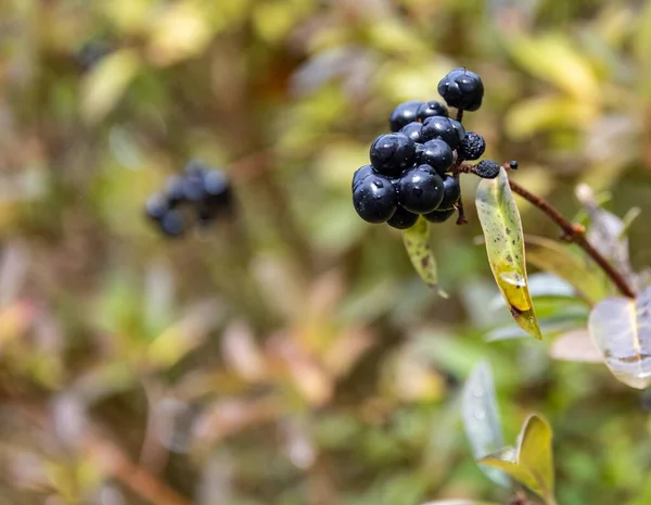 Selektiv Fokusbild Svart Havtorn Frukt — Stockfoto