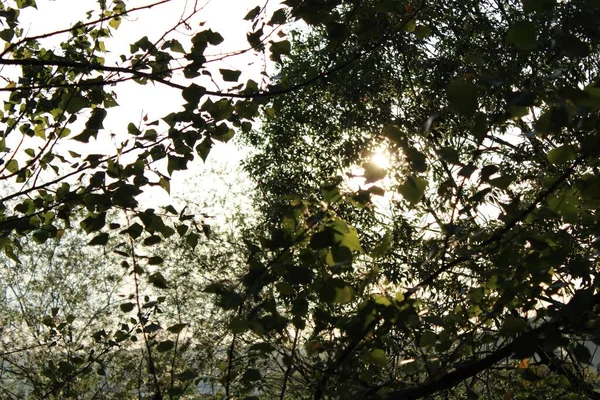 Снимок Ветвей Деревьев Низким Углом Лесу Снятый Течение Дня — стоковое фото