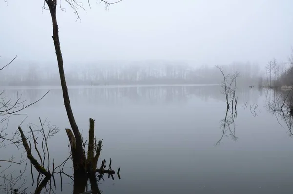 不気味な霧の多い湖の小さな木の選択的な焦点 壁紙のために素晴らしい — ストック写真