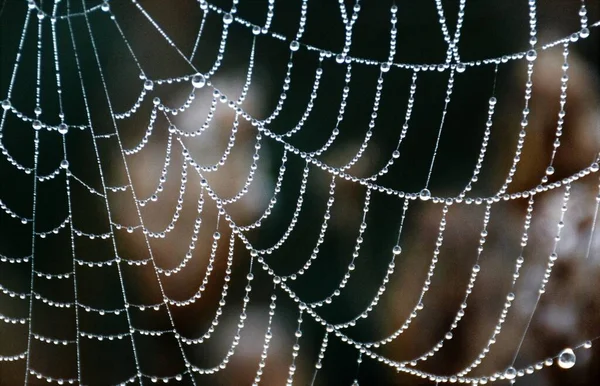 Una Macro Immagine Una Ragnatela Con Gocce Rugiada — Foto Stock