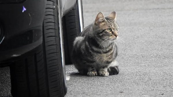 Gatto Sdraiato Vicino Alle Ruote Sulla Macchina Strada — Foto Stock