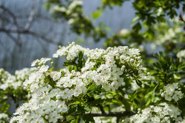 美丽的山楂花 — 图库照片