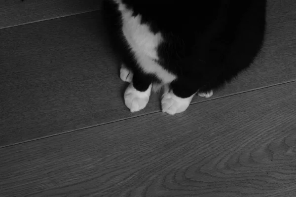 High Angle Greyscale Closeup Shot Black White Cat Wooden Floor — Stock Photo, Image