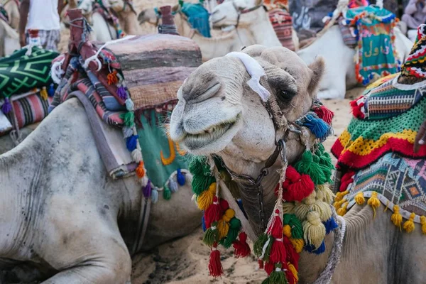 Nahaufnahme Eines Ausgefallenen Touristischen Kamels — Stockfoto