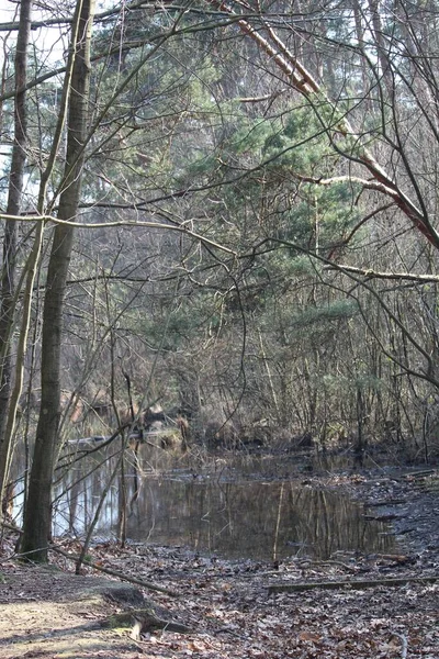 Svislý Záběr Rybníka Lese Během Dne — Stock fotografie
