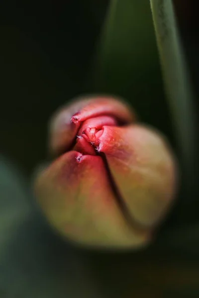 Függőleges Makró Fókuszált Felvétel Egy Sárga Rózsaszín Tulipánról Elmosódott Háttérrel — Stock Fotó