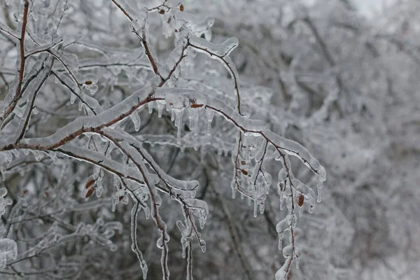 Rami Degli Alberi Ghiacciati Nel Parco Inverno — Foto Stock