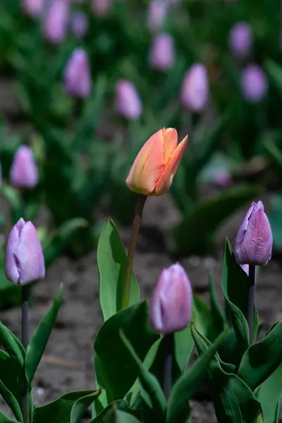 Вертикальный Снимок Поля Красивых Цветов Тюльпанов — стоковое фото