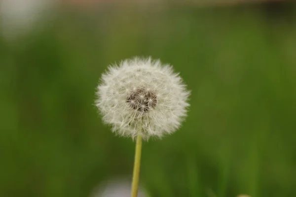 Closeup Shot Dandelion Blurred Green Grass Background — Stock Photo, Image