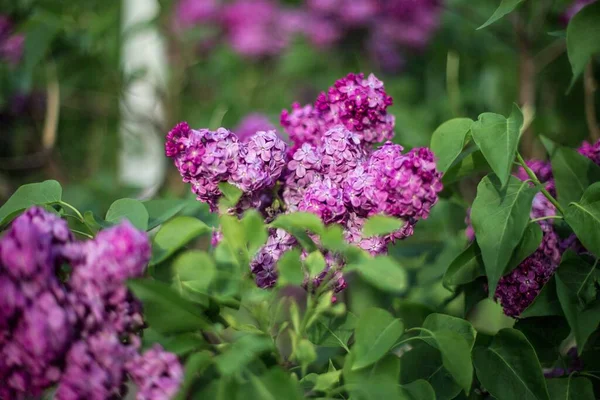 Selective Focus Shot Lilac Flowers Blooming Field — Stock Photo, Image